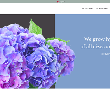 Kamps Hydrangea potted ferns