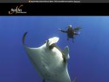 Nautilus Liveaboards - Liveaboard Diving in Mexico canada