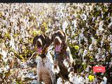 Upland & Downstream leather dog leashes