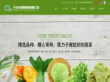 Xinghua Vegetable Foods cabbage
